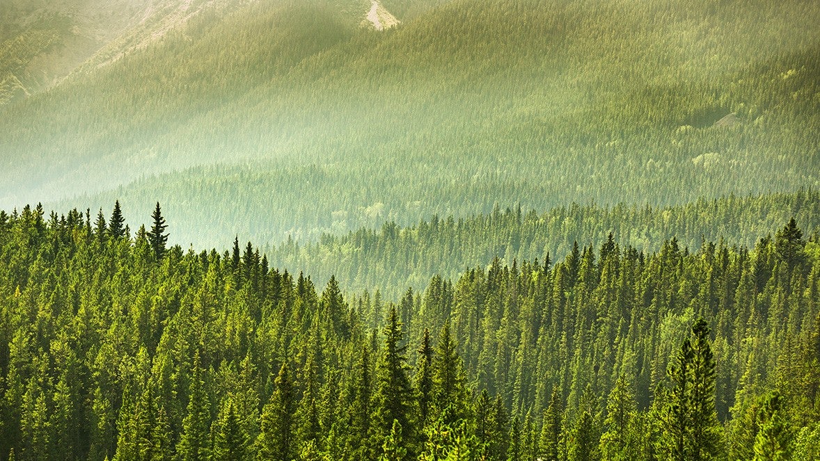 image of green forest