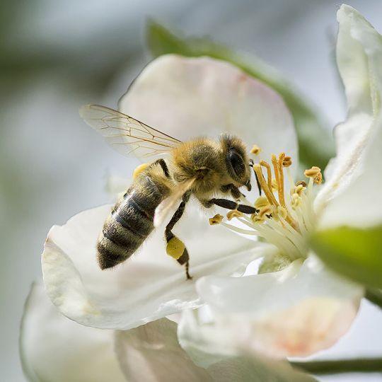 Schutz der Bienen